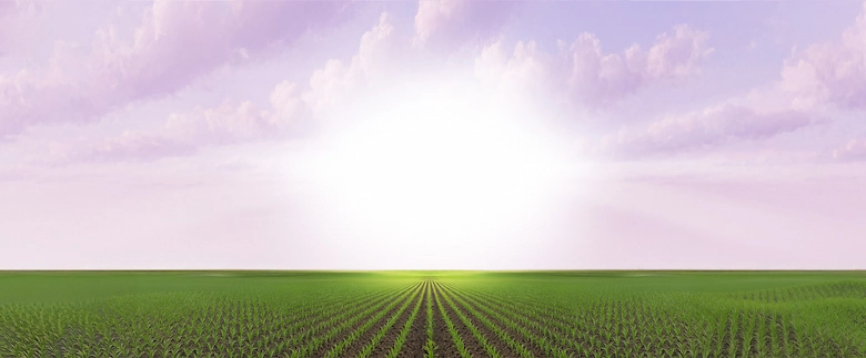 Sunrise over a field