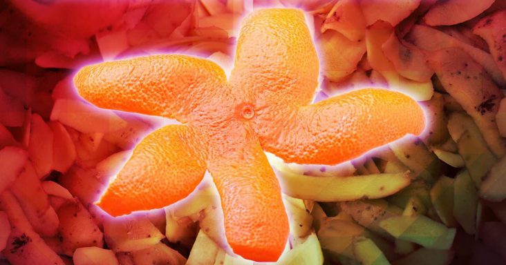 Food Waste