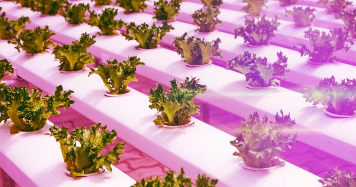 Mini Aquaponic System