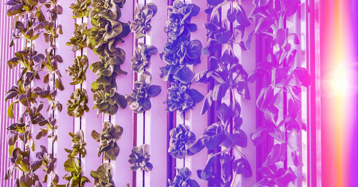 Vertical Garden