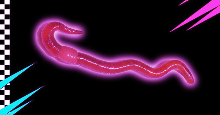 Worm Farm